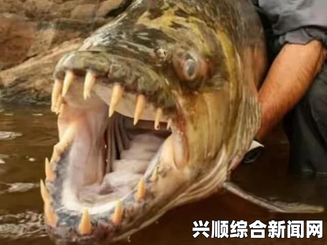 惊！英国居民区下水道惊现食人鱼，居民担忧数量不断增多