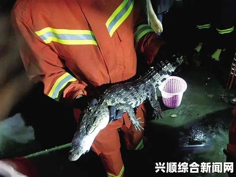 乌干达捕获一只巨型食人鳄鱼，年龄高达80岁，已确认吃掉6人