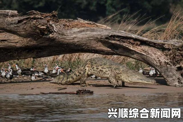 乌干达捕获一只巨型食人鳄鱼，年龄高达80岁，已确认吃掉6人