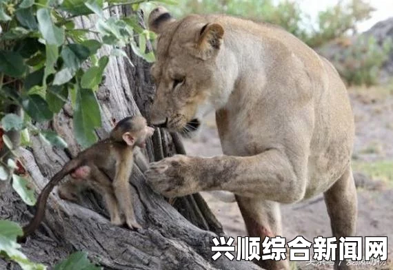 母狮猎杀母狒狒后的温情瞬间，照顾小狒狒与嬉戏的温馨场景