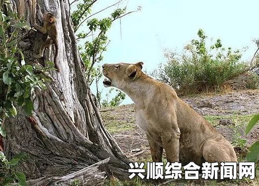 母狮猎杀母狒狒后的温情转变，对小狒狒的照顾与嬉戏