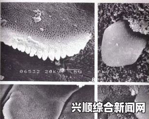 日本发现狗粪寄生虫包虫卵，警惕人畜共患肝脏疾病