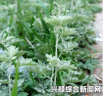 梦幻西游端阳佳节品粽香活动介绍