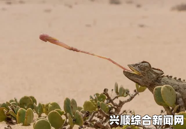 英国街头惊现奇特景象，女子遛男人与街上爬行男子