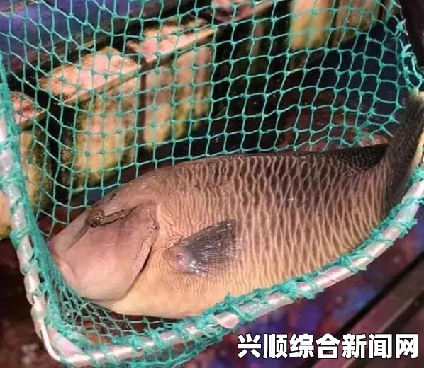 蓝鳍金枪鱼深海探险遭遇意外，深度超预设被迫提前返航探险记