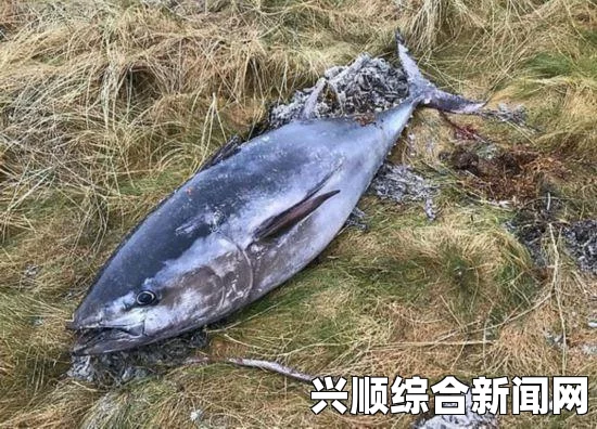 蓝鳍金枪鱼深海探险遭遇意外，下潜深度超出预设，被迫提前返航