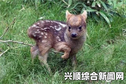 全球最小鹿种鼷鹿，珍贵濒危，保护刻不容缓