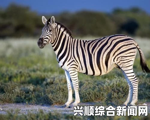 鼷鹿，全球最小鹿种，珍贵且濒危