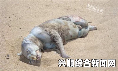 北冰洋疑发现美人鱼，神秘生物引发外星生命猜想（组图）