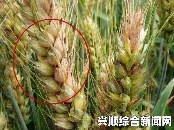 浮岛物语种植小麦的详细步骤