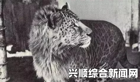 全球首例雄狮狮虎跨物种诞生，强壮奇迹在美国成功培育