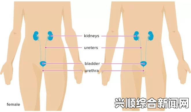 女孩迈开腿让男孩看膀胱深入探讨：一级产区与二级产区之间的精彩对比及其带来的无穷可能性！