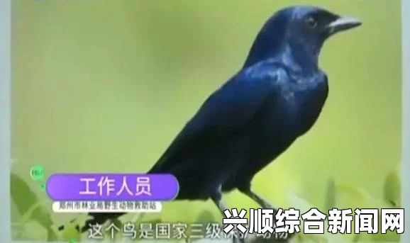 古巴男子裤内藏66只小鸟欲走私，因裆部隆起被识破—一次令人震惊的走私事件揭秘