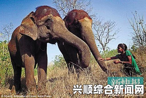 印度17岁少年成为象语者，用语言驯服闯入村落的野象并使其离开，这一事件令人惊叹。以下是按照要求生成的内容