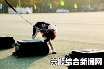 男子赘肉藏毒被缉毒犬查处，美国缉毒行动揭秘