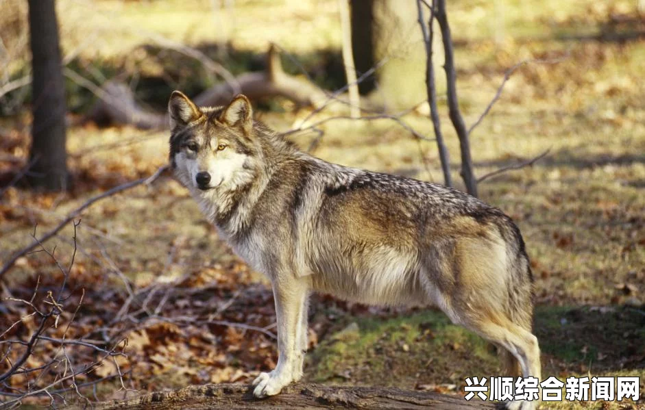 人类黎明圈养动物过多的解决方案