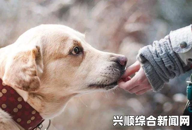 小狗天生残疾外形似小猪，独特的生命之美