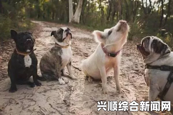 小狗天生残疾外形似小猪，独特的生命之美