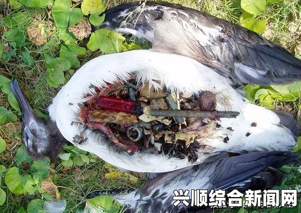 日本滋贺县发现巨型蚯蚓，刷新国内长度纪录，罕见生物引发关注