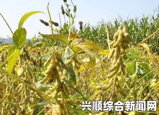 美国逮捕亿万富翁妻子，指控其窃取转基因玉米种子