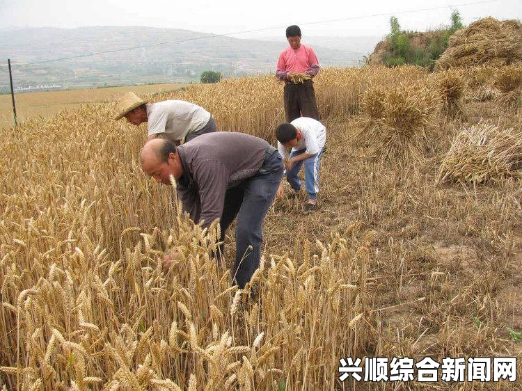 人类黎明时期种植麦子与稻草的选择与优化策略