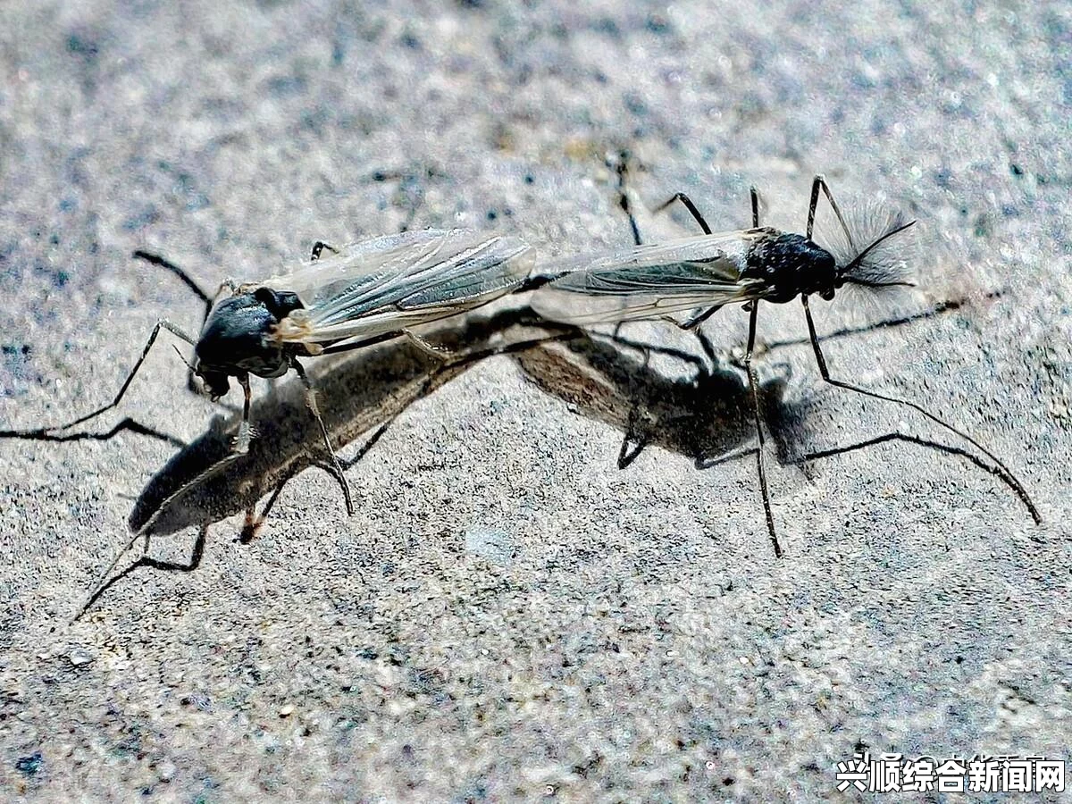 人类黎明，坏农田是否会引发传染危机？