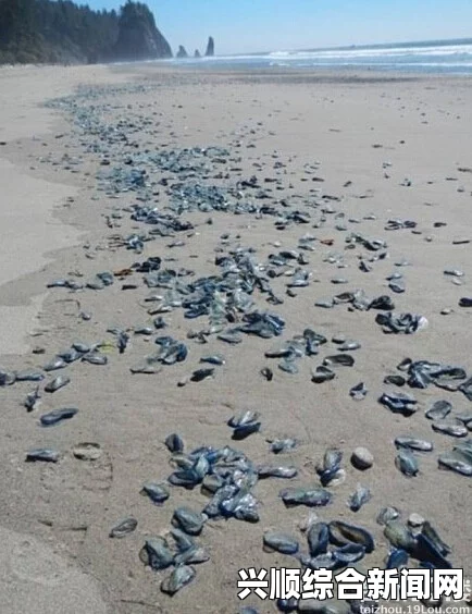 美国西海岸遭遇数十亿神秘生物帆水母大规模侵袭（图文报道）