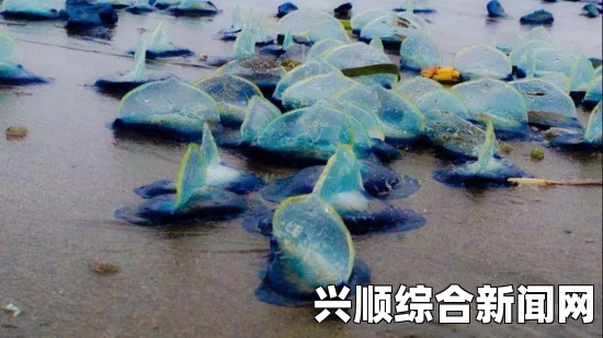 美国西海岸遭神秘生物帆水母大规模侵袭，数量惊人达几十亿（图）