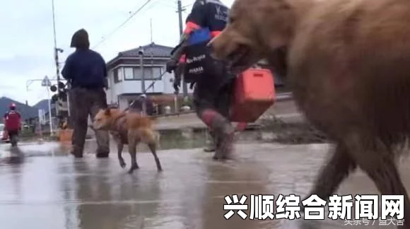 广岛泥石流灾害，救援工作的严峻挑战与不懈奋斗