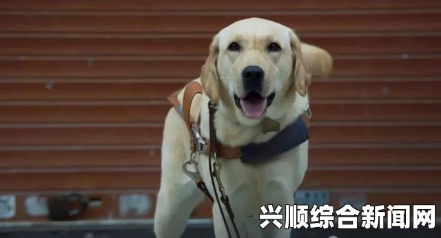 导盲犬奥斯卡的非凡勇气，默默承受伤痛，坚持送主人上班