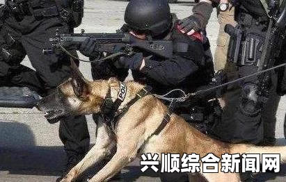英国狗狗的非凡巡逻之旅，守护家园，勇攀九米高空屋顶