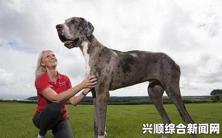 英国一狗狗的独特巡逻之旅，爬上九米高屋顶守护家园