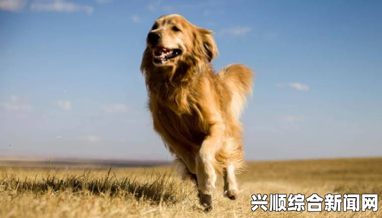 英国一狗狗的独特巡逻之旅，爬上九米高屋顶守护家园
