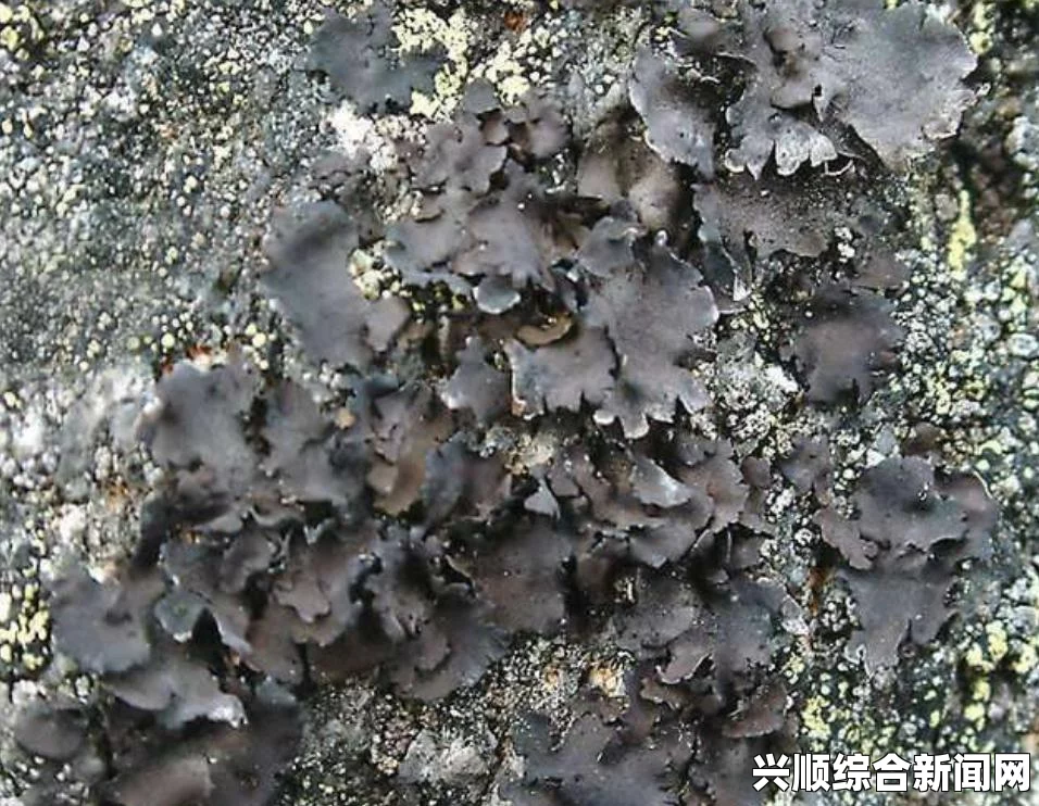 仙剑奇侠传6，石菇角色揭秘与任务详解