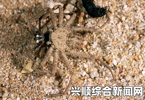 英女子购买香蕉发现全球最毒蜘蛛卵，巴西漫游蜘蛛事件探秘