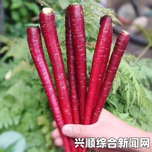 仙剑奇侠传6，千年人参高效获取地点与策略揭秘