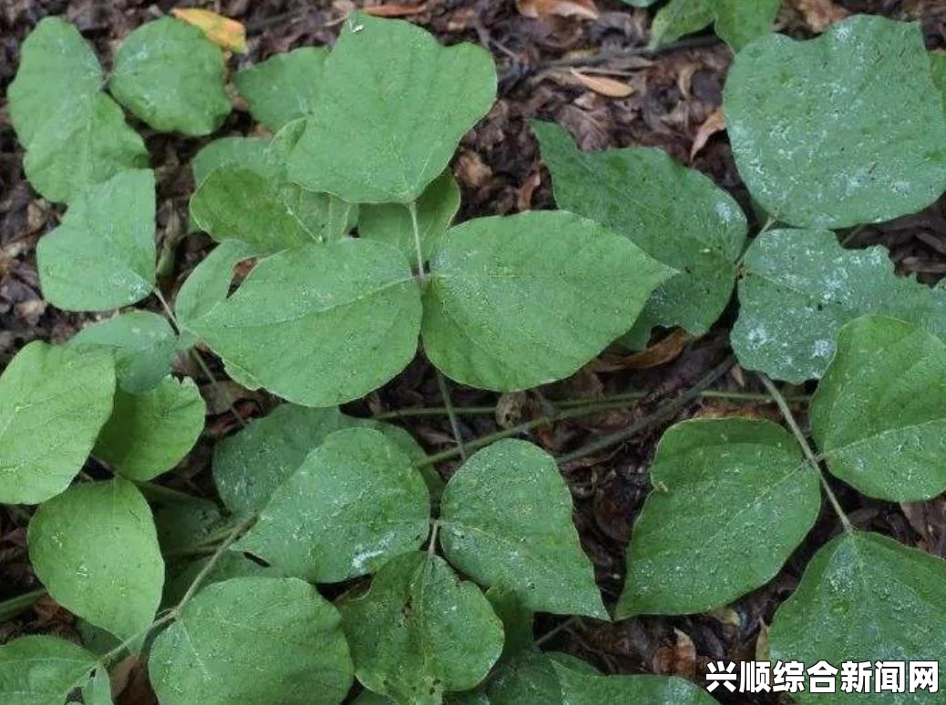 仙剑奇侠传6，无限刷千年人参的地点与策略