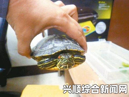 一，加拿大华裔男子惊现走私乌龟事件