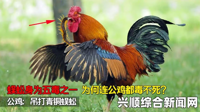 死人之国母鸡怎么获得